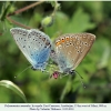 polyommatus amandus altyagach copula